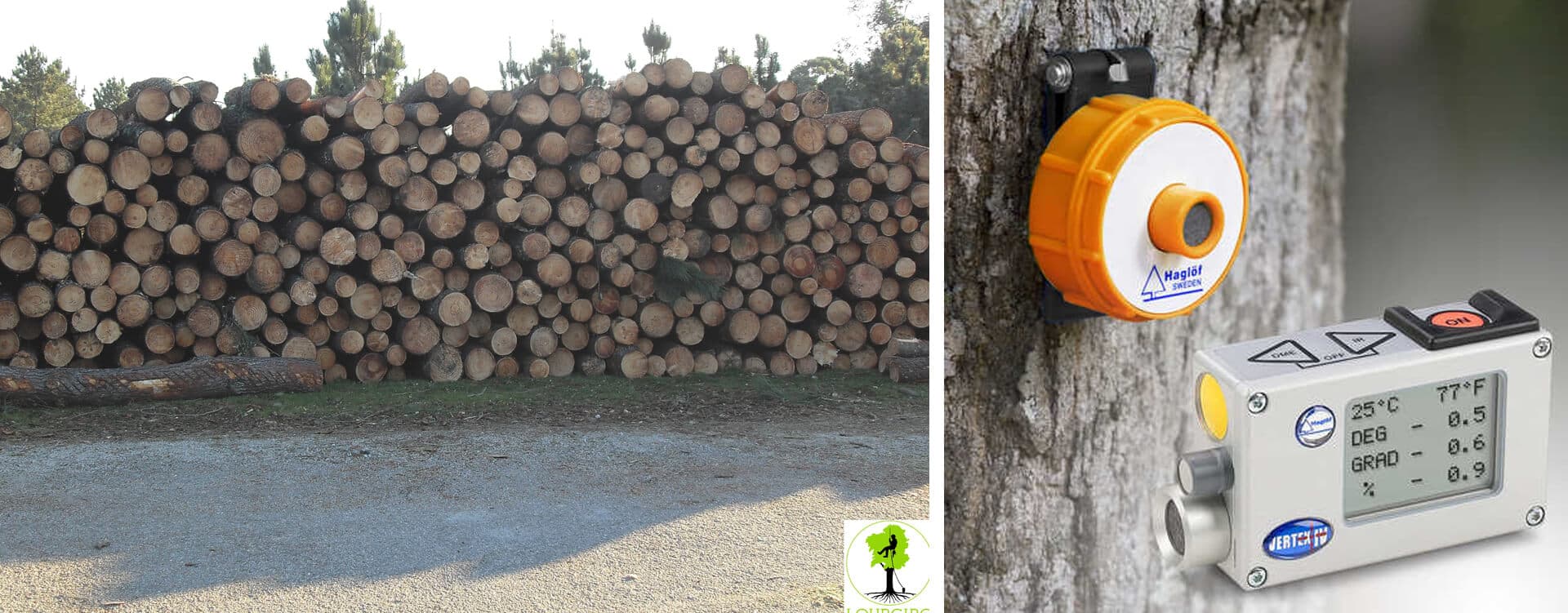   Cubicación e taxación de árbores e madeira en pé