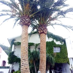 Poda de palmeiras con bicicleta Caldas de Reis Loureiro Arboricultura