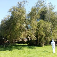 Tratamento buxos boj Cydalima Pontevedra Loureiro Arboricultura