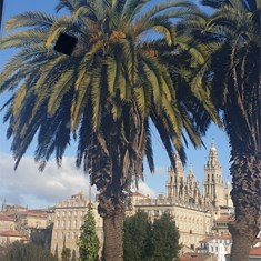 Tratamento de palmeiras Santiago de Compostela 1