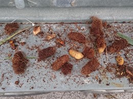 Larva, capullo, ninfa, imago picudo rojo vermello 2 LOUREIRO ARBORICULTURA 