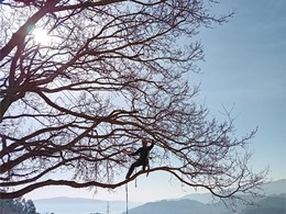 LOUREIRO ARBORICULTURA GALICIA