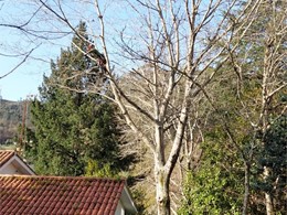 LOUREIRO ARBORICULTURA GALICIA