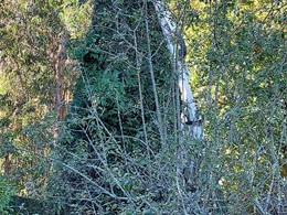 LOUREIRO ARBORICULTURA GALICIA
