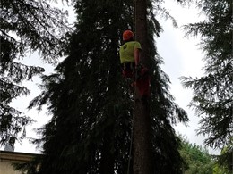 LOUREIRO ARBORICULTURA GALICIA