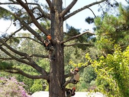 LOUREIRO ARBORICULTURA GALICIA