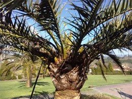 Palmeira en recuperación LOUREIRO ARBORICULTURA