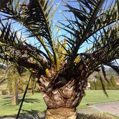 Palmeira en recuperación LOUREIRO ARBORICULTURA