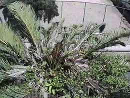 Palmeira rebrotando Loureiro Arboricultura GALICIA
