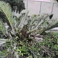 Palmeira rebrotando Loureiro Arboricultura