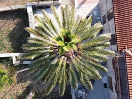 Palmeira rebrote despois de ciruxía LOUREIRO ARBORICULTURA GALICIA 
