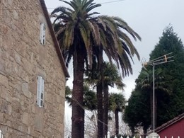 Palmera en recuperación Bertamiráns LOUREIRO ARBORICULTURA GALICIA loureiro