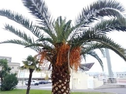 Palmera en recuperación LOUREIRO ARBORICULTURA