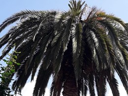 Palmera en recuperación Rianxo Loureiro Arboricultura GALICIA