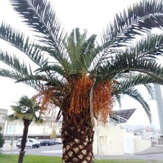 Palmera en recuperación LOUREIRO ARBORICULTURA