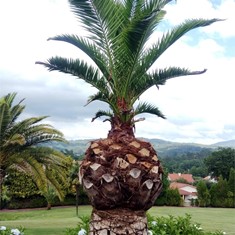 Palmera en recuperación Ponteareas Loureiro Arboricultura