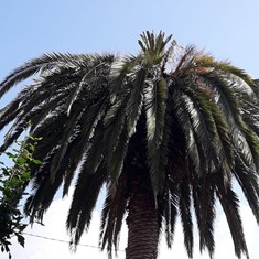 Palmera en recuperación Rianxo Loureiro Arboricultura
