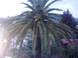 Palmera recuparada con tratamientos en Caldas de Reis LOUREIRO ARBORICULTUR