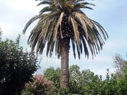 Palmera recuperada post cirugía LOUREIRO ARBORICULTURA GALICIA 