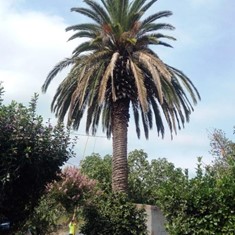 Palmera recuperada post cirugía