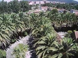 Palmeral conservado en el sur de Pontevedra LOUREIRO ARBORICULTURA GALICIA 