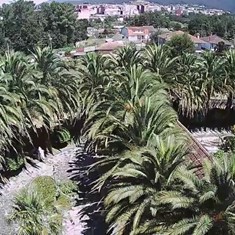 Palmeral conservado en el sur de Pontevedra