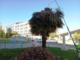 Picudo vermello en Trachicarpus LOUREIRO ARBORICULTURA GALICIA 