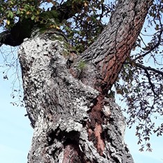 Pino nacido sobre roble