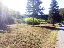 Plantación de frondosas con titor 1 loureiroarboricultura.com