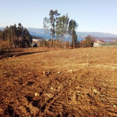 Plantación castaños híbridos 2