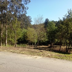 Plantación de castiñeiros con titor