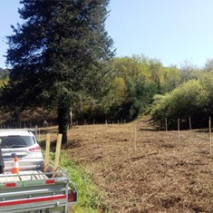 Plantación de frondosas con titor