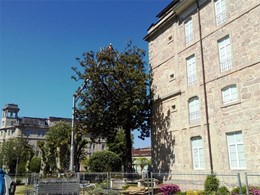 Poda altura reducción magnolio con plataforma LOUREIRO ARBORICULTURA GALIC