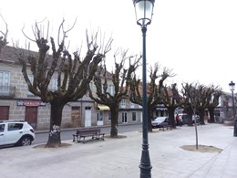 Poda arborado urbán, (Despois) LOUREIRO ARBORICULTURA