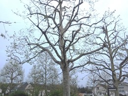 Poda arborado urbano redución seguridade LOUREIRO ARBORICULTURA GALICIA