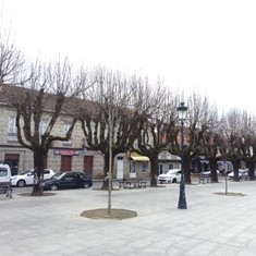 Poda arborado urbán, (Antes) LOUREIRO ARBORICULTURA