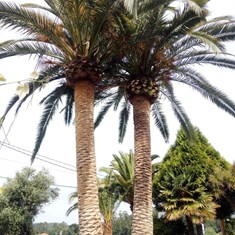 Poda de palmeiras con bicicleta Pontevedra Loureiro Arboricultura