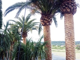 Poda de palmeras con bicicleta Villagarcía Loureiro Arboricultura
