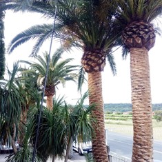 Poda de palmeras con bicicleta Villagarcía Loureiro Arboricultura