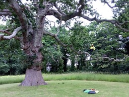 Poda de seguridade e saneamento para voda CORUÑA LOUREIRO ARBORICULTURA GA