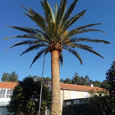 Poda e tratamento palmeira CUNTIS LOUREIRO ARBORICULTURA