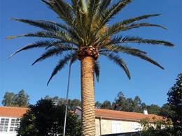 Poda e tratamento palmeira CUNTIS LOUREIRO ARBORICULTURA