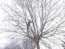 Poda en altura árboles VIGO LOUREIRO ARBORICULTURA