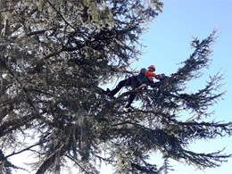 Poda en altura cedro LOUREIRO ARBORICULTURA GALICIA
