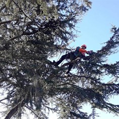 Poda en altura cedro