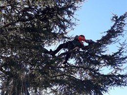 Poda en altura de cedro en Oleiros 1 LOUREIRO ARBORICULTURA GALICIA