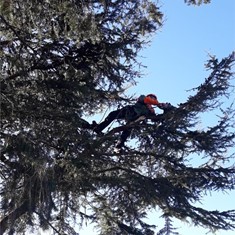 Poda en altura de cedro en Oleiros 1