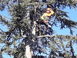 Poda en altura de cedro en Oleiros 2 LOUREIRO ARBORICULTURA GALICIA