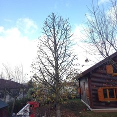 Poda en altura de Redución de copa PONTEVEDRA LOUREIRO ARBORICULTURA