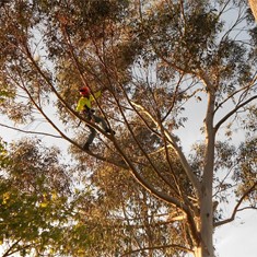 Poda en altura eucalipto CALDAS LOUREIRO ARBORICULTURA